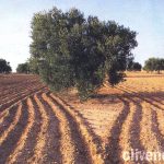 Το τυνησιακό ελαιόλαδο απειλεί με χαμηλές τιμές