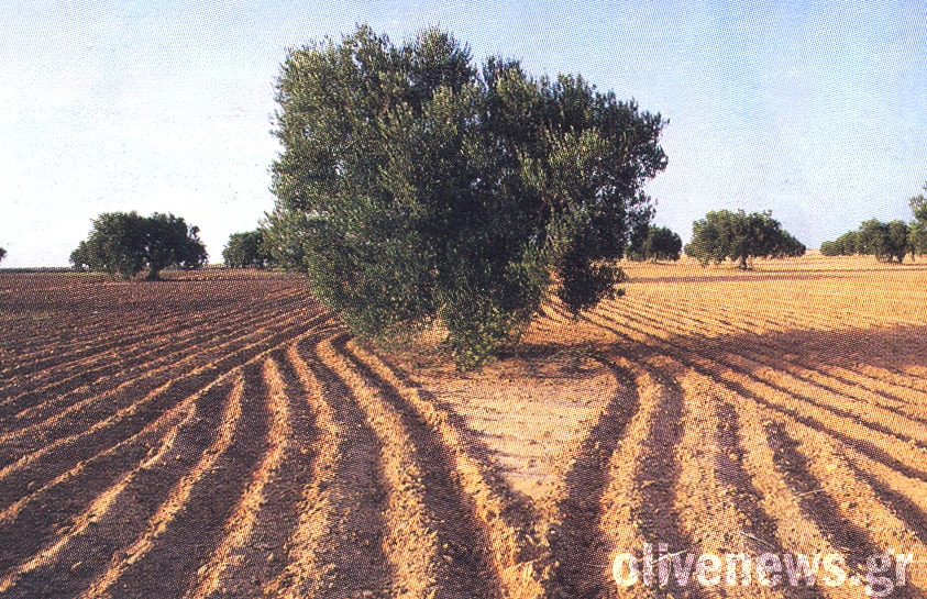 Το τυνησιακό ελαιόλαδο απειλεί με χαμηλές τιμές