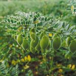 Πρωτεϊνική αυτάρκεια: Τα παραδείγματα της Ολλανδίας και της Φλάνδρας δείχνουν τον δρόμο προς τη βιώσιμη μετάβαση