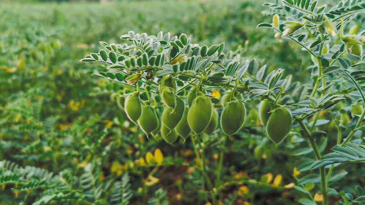 Πρωτεϊνική αυτάρκεια: Τα παραδείγματα της Ολλανδίας και της Φλάνδρας δείχνουν τον δρόμο προς τη βιώσιμη μετάβαση