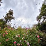 Βελτιωμένος ο καιρός - Έως τους 22 βαθμούς η θερμοκρασία