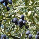 Ελαίας Καρπός