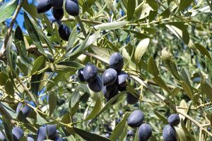 Ελαίας Καρπός