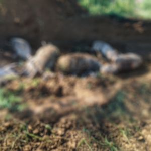 Συναγερμός στην Πελοπόννησο για τον  καταρροϊκό πυρετό – Γ. Μπουραζάνης: «Η εικόνα αλλάζει από μέρα σε μέρα» (ηχητικό)