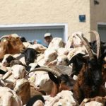 ΟΠΕΚΕΠΕ: Έως την Παρασκευή 21 Νοεμβρίου η προσκόμιση χειρόγραφου μητρώου αιγοπροβάτων