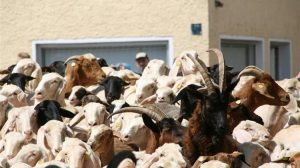 ΟΠΕΚΕΠΕ: Έως την Παρασκευή 21 Νοεμβρίου η προσκόμιση χειρόγραφου μητρώου αιγοπροβάτων