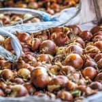 Κρεμμύδι: Ανοδική τάση για τις φθινοπωρινές καλλιέργειες, παρά την πτώση των τιμών