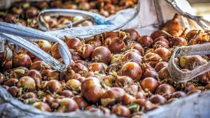 Κρεμμύδι: Ανοδική τάση για τις φθινοπωρινές καλλιέργειες, παρά την πτώση των τιμών