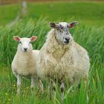 Κεφαλονιά: Εντατικοί έλεγχοι και νέες συλλήψεις για παραβίαση μέτρων πρόληψης ζωονόσων