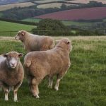 Υποχρεωτική ετήσια απογραφή ζώων