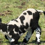 Ζεϊμπέκ: Η ΝΔ κήρυξε στάση πληρωμών στους παραγωγούς για να θησαυρίζουν οι ‘‘Φραπέδες’’