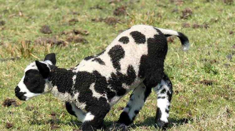 Ζεϊμπέκ: Η ΝΔ κήρυξε στάση πληρωμών στους παραγωγούς για να θησαυρίζουν οι ‘‘Φραπέδες’’