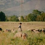 Κόκκαλης: Τροποποιείται η ΚΥΑ του 2021 για την κατανομή βοσκοτόπων