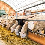 v-kokkali-sto-perithorio-oi-katestrammenoi-ktinotrofoi-tis-thessalias-290403