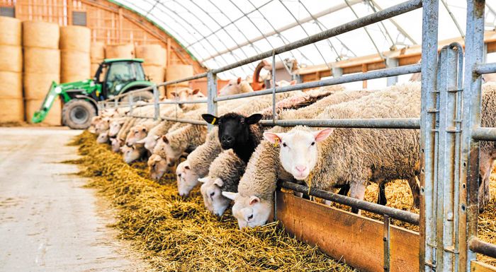 v-kokkali-sto-perithorio-oi-katestrammenoi-ktinotrofoi-tis-thessalias-290403