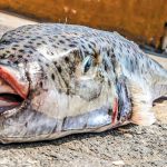 Σε απόγνωση οι αλιείς για τη δράση των λαγοκέφαλων στον Αργολικό κόλπο