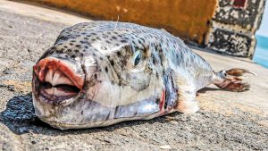 Σε απόγνωση οι αλιείς για τη δράση των λαγοκέφαλων στον Αργολικό κόλπο