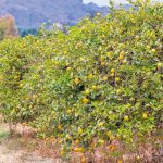 Σοβαρά εμπόδια για το λεμόνι λόγω έλλειψης νερού