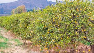 Σοβαρά εμπόδια για το λεμόνι λόγω έλλειψης νερού