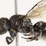 Νέο είδος μέλισσας ονομάστηκε "Λούσιφερ" λόγω της διαβολικής όψης που της προσδίδουν τα μικρά κέρατα