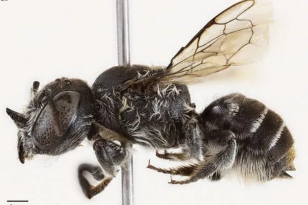 Νέο είδος μέλισσας ονομάστηκε "Λούσιφερ" λόγω της διαβολικής όψης που της προσδίδουν τα μικρά κέρατα