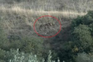 Θεσσαλονίκη: Λύκος εμφανίστηκε στον αύλειο χώρο του ΤΕΦΑΑ