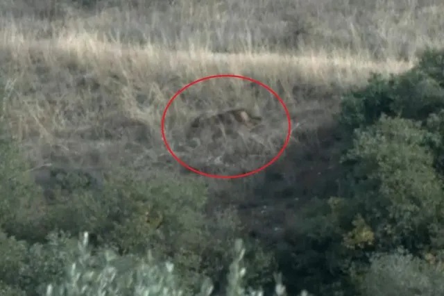 Θεσσαλονίκη: Λύκος εμφανίστηκε στον αύλειο χώρο του ΤΕΦΑΑ