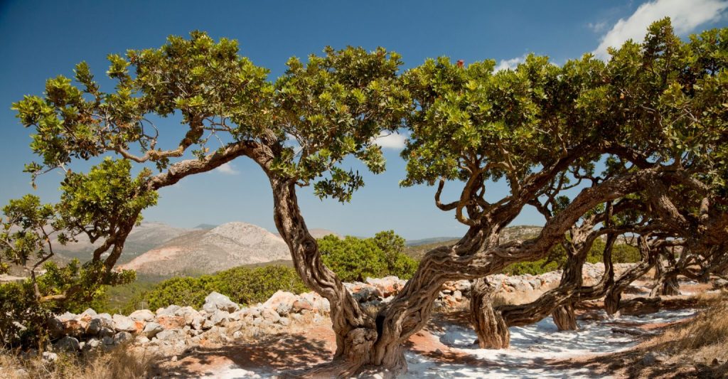 «Νέα Γεωργία Νέα Γενιά»: Oλοκληρώθηκε η εκδήλωση «Καλλιεργώντας το μέλλον της μαστίχας: Εκπαίδευση, έρευνα και καινοτομία» στη Χίο