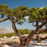 «Νέα Γεωργία Νέα Γενιά»: Oλοκληρώθηκε η εκδήλωση «Καλλιεργώντας το μέλλον της μαστίχας: Εκπαίδευση, έρευνα και καινοτομία» στη Χίο