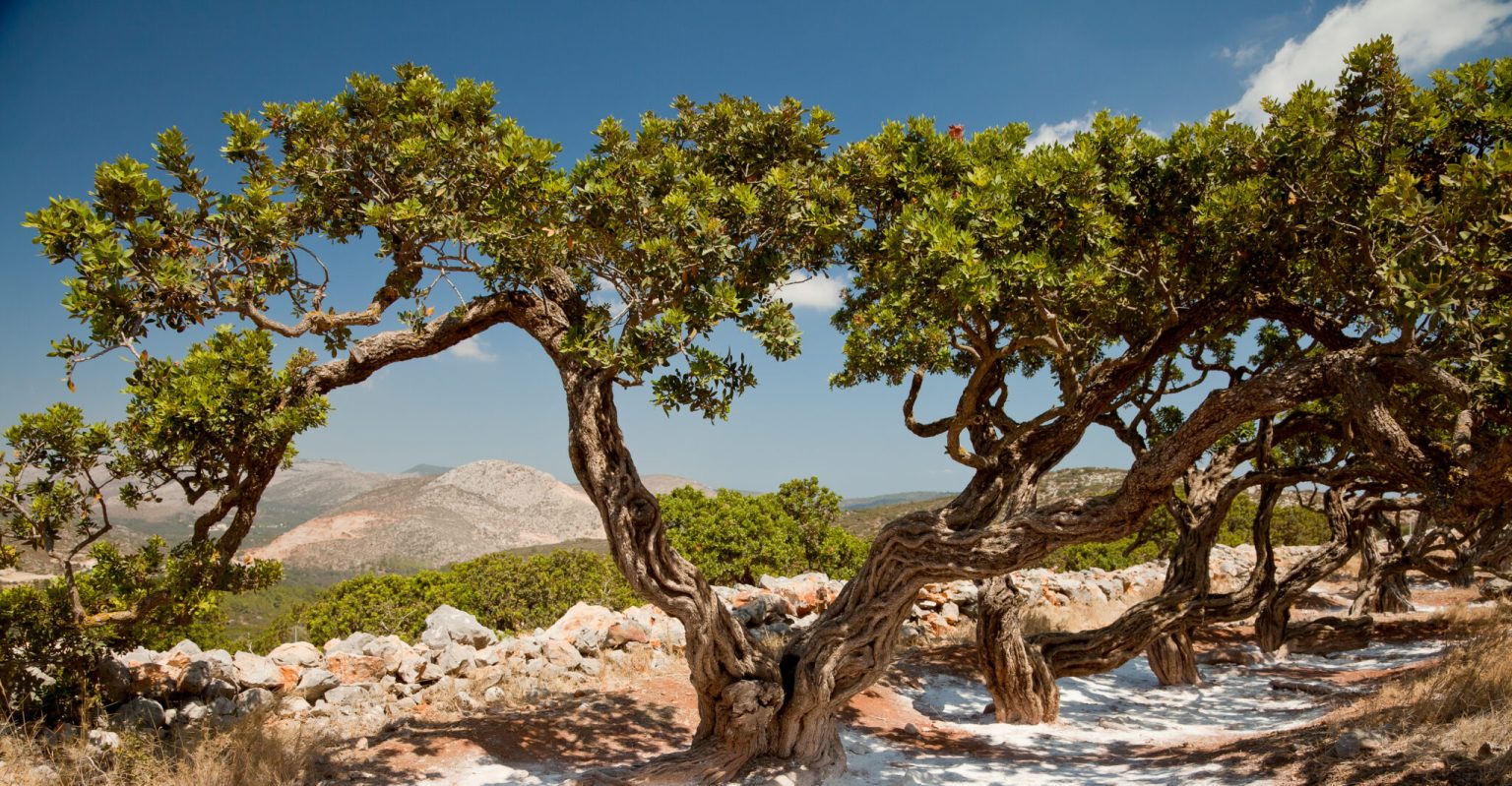 «Νέα Γεωργία Νέα Γενιά»: Oλοκληρώθηκε η εκδήλωση «Καλλιεργώντας το μέλλον της μαστίχας: Εκπαίδευση, έρευνα και καινοτομία» στη Χίο