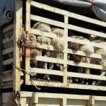 Παράνομη μεταφορά 203 προβάτων στη Ναύπακτο