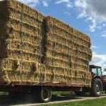 Έγκριση 2,1 εκατ. ευρώ για αποζημιώσεις μηδικής λόγω ευλογιάς στον Έβρο