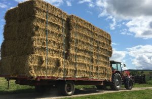 Έγκριση 2,1 εκατ. ευρώ για αποζημιώσεις μηδικής λόγω ευλογιάς στον Έβρο