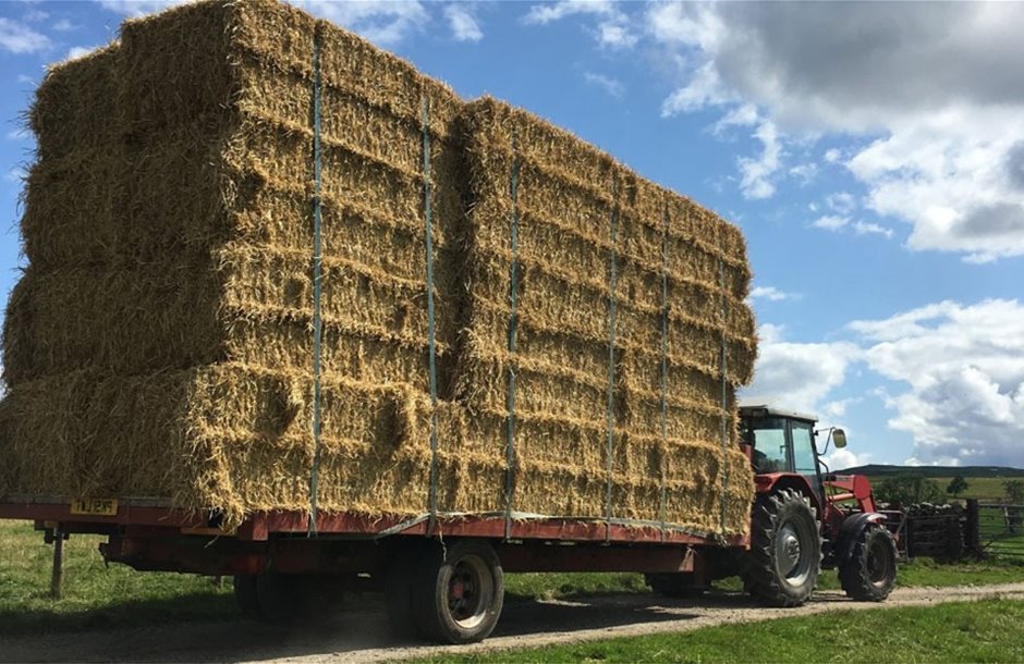 Έγκριση 2,1 εκατ. ευρώ για αποζημιώσεις μηδικής λόγω ευλογιάς στον Έβρο