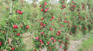 kastoria-apogoiteftika-ta-stoicheia-gia-ti-fetini-sodeia-ton-milon-242047