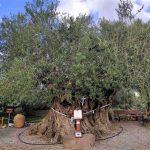 Αγροτικές Ειδήσεις: Η Γηραιότερη Ελιά της Πελοποννήσου εορτάζει την Παγκόσμια Ημέρα Ελιάς