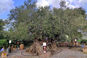 Αγροτικές Ειδήσεις: Η Γηραιότερη Ελιά της Πελοποννήσου εορτάζει την Παγκόσμια Ημέρα Ελιάς