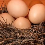 Rabobank: Η στρατηγική αναγέννηση της αμερικανικής βιομηχανίας αυγών