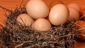 Rabobank: Η στρατηγική αναγέννηση της αμερικανικής βιομηχανίας αυγών