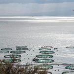 FAO: Σημάδια ανάκαμψης στα ιχθυαποθέματα Μεσογείου–Μαύρης Θάλασσας