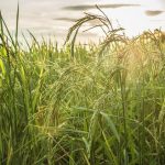 Η Ταϊλάνδη μειώνει τις εξαγωγές ρυζιού λόγω εντεινόμενου παγκόσμιου ανταγωνισμού