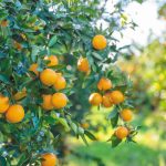 Πορτοκάλι: Θετική η εικόνα για τη Ναβαλίνα