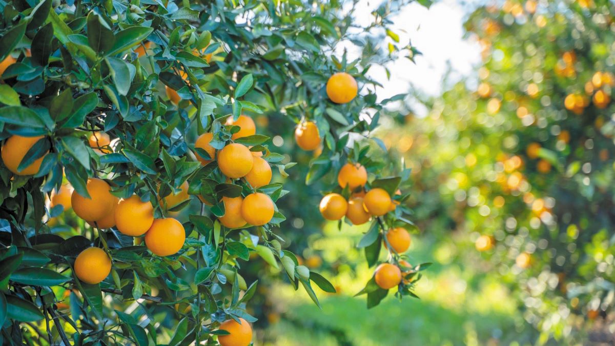 Πορτοκάλι: Θετική η εικόνα για τη Ναβαλίνα