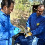 Δάσος Δαδιάς: Τοποθέτηση πομπών σε μαυρόγυπες