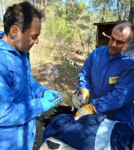 Δάσος Δαδιάς: Τοποθέτηση πομπών σε μαυρόγυπες