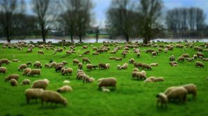 Νέο κρούσμα ευλογιάς αιγοπροβάτων στην Ανθήλη Λαμίας
