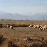 Το μεγάλο ψηφιακό ξεκαθάρισμα της κτηνοτροφίας και τι αλλάζει με το OpenBusiness ως το τέλος του 2025