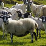 Ραγδαία εξάπλωση της ευλογιάς αιγοπροβάτων στη Ροδόπη