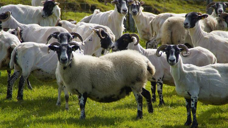 Ραγδαία εξάπλωση της ευλογιάς αιγοπροβάτων στη Ροδόπη