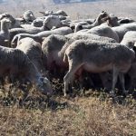 Κατεπείγουσα έρευνα για ενδεχόμενη πλημμελή εφαρμογή των μέτρων για τον περιορισμό της ευλογιάς των αιγοπροβάτων